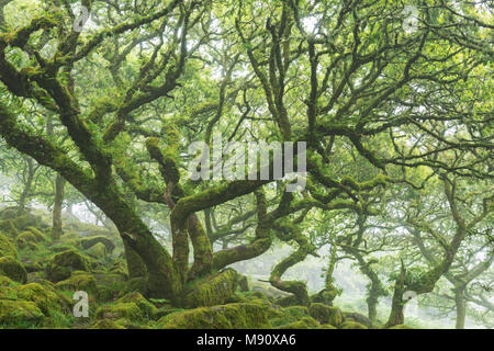 Moos bedeckt, twisted verkümmert Eichen in Wistman's Wood SSSI, Nationalpark Dartmoor, Devon, England. Sommer (Juli) 2017. Stockfoto