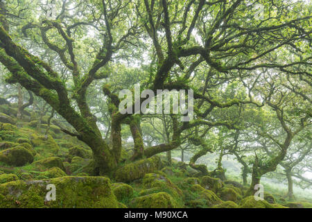 Knorrige, Twisted, Moos bedeckt verkümmert Eichen in Wistman's Wood SSSI, Nationalpark Dartmoor, Devon, England. Sommer (Juli) 2017. Stockfoto