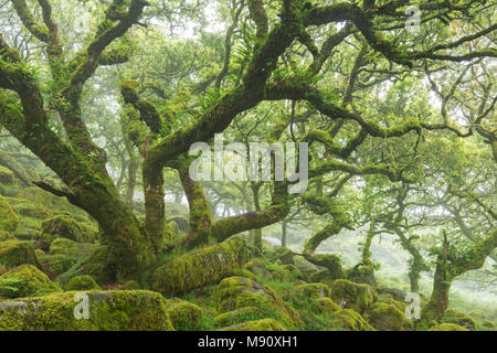 Twisted, Moos bedeckt Bäume in der geheimnisvollen Wistman Holz im Nationalpark Dartmoor, Devon, England. Sommer (Juli) 2017. Stockfoto