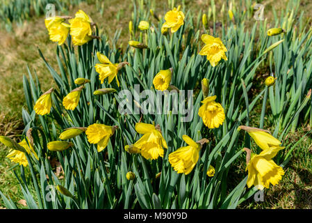 Frühling Narzissen im Sefton Park Liverpool. Pflanzten die Marie Curie Nächstenliebe zu markieren. Stockfoto