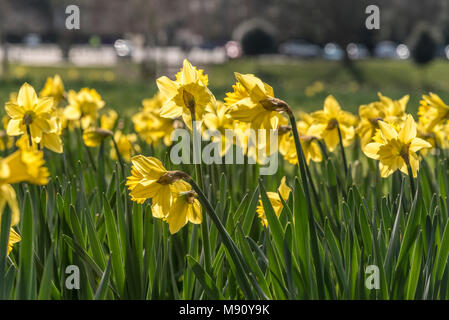 Frühling Narzissen im Sefton Park Liverpool. Pflanzten die Marie Curie Nächstenliebe zu markieren. Stockfoto