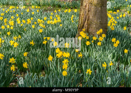 Frühling Narzissen im Sefton Park Liverpool. Pflanzten die Marie Curie Nächstenliebe zu markieren. Stockfoto