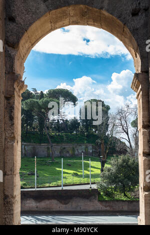 Vertikale Bild der lokalen Vegetation. Blick aus dem Kolosseum in Rom, Italien Stockfoto