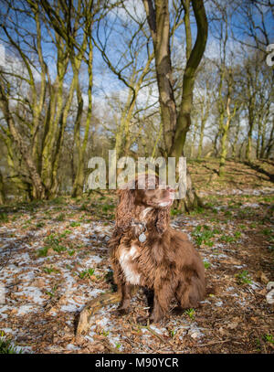 Eine Arbeitsgruppe Cocker Spaniel sitzen im Wald mit schmelzenden Schnee auf dem Boden Stockfoto