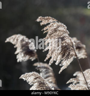 Trockenes Schilf (Phragmites australis) Köpfe durch Wind ausgeblasen, Hinterleuchtung durch Sonnenlicht. Stockfoto