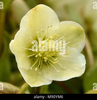 Nieswurz Ice Breaker Phantasie in Blume Stockfoto