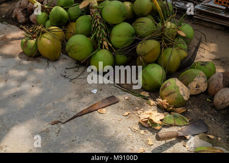 Royalty Free Stock Bild in hoher Qualität der Kokosnuss Frucht. Viele Kokosnüsse auf dem Hof. Kokosnuss Baum mit Früchten - Kokosnüsse. Ben Tre, Vietnam Stockfoto