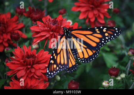 Monarch butterfly auf eine rote Blume Stockfoto