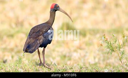 Rot-naped Ibis oder Indischen schwarzen Ibis (Pseudibis Papillosa) Stockfoto