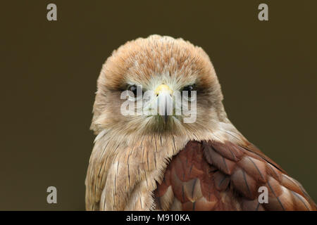 Kopf und Schultern Studie eines gelben abgerechnet Kite (milvus aegyptius) Stockfoto