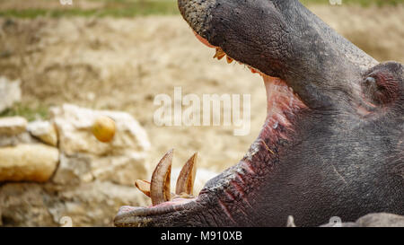 Hippo Eröffnung Mund Stockfoto