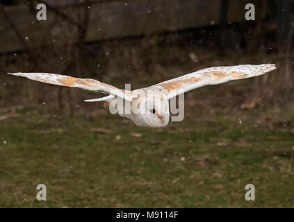 Schleiereule fliegen im Schnee Stockfoto