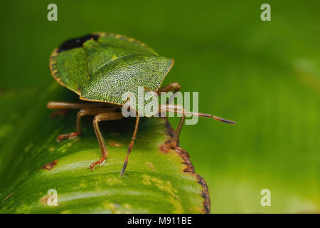 Comon Green Shieldbug (Palomena prasina) ruht auf der Zunge Farn ist hart. Tipperary, Irland Stockfoto