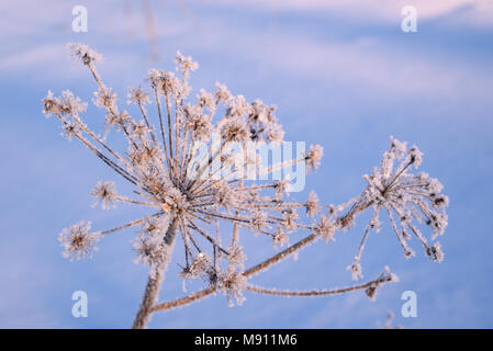 Weiß Raureif auf einem trockenen Blütenstand close up gegen den blauen Himmel Stockfoto