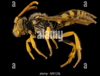 Biene. Nomada annulata, M, Seite, OH, Washington County Stockfoto