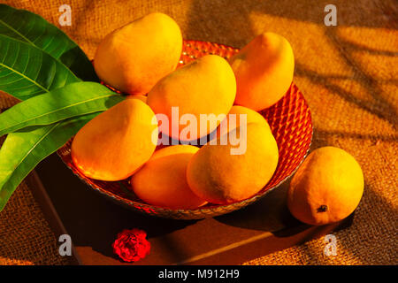 Alphonso Mango ist ein Obst der Saison, als die die meisten Superior Sorten von Obst in Bezug auf süße, Reichtum und Geschmack zu werden. Der va Stockfoto