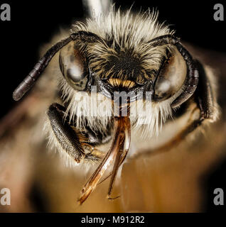 Osmia rufohirta, M, Gesicht, Griechenland, Ägäische Inseln, Lesbos, Mytilene Stockfoto