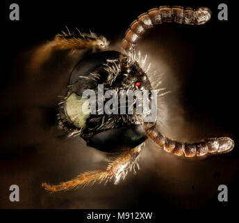 Biene. Panurginus potentilla, m, Gesicht, Prince Georges County Stockfoto