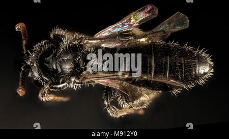 Biene. Panurginus potentilla, m, Prince County Georges, zurück Stockfoto