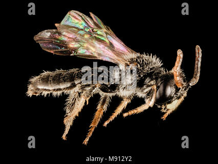 Biene. Panurginus potentilla, m, Seite, Prince Georges County Stockfoto