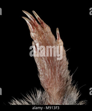 Kurz angebundene Spitzmaus, M, Paw zurück, VA, Loudon County Stockfoto