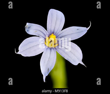 Sisyrinchium angustifolium, Schmal-leaf-blue-eyed-Gras, Howard County, MD, Stockfoto