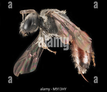 Sphecodes coronus, F, Seite, NY, GLSA kleine Moor- fen Stockfoto