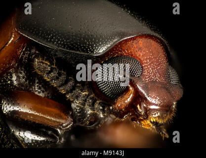 Käfer. Tenebrionidae Käfer, wenig Stsimons Island, Georgia, Gesicht Stockfoto