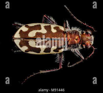 Käfer. Tiger, östlichen Hals nwr, zurück Stockfoto