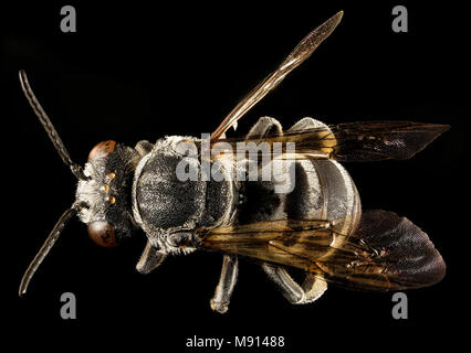 Triepeolus Donatus, m, back, Center Co, PA Stockfoto