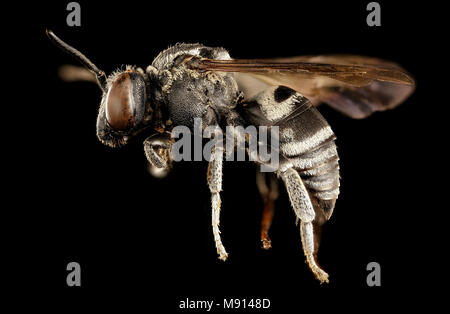 Triepeolus Donatus, m, linke Seite, Mitte Co, PA Stockfoto