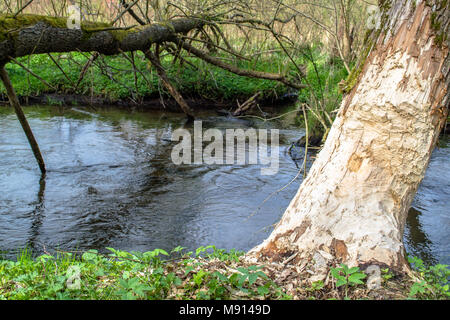 Foto von Baum zerbissen durch Biber über den Fluss Stockfoto