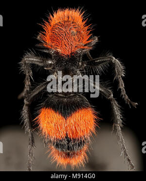 Velvet Ant, F, Zurück, Hot Springs, AR Stockfoto