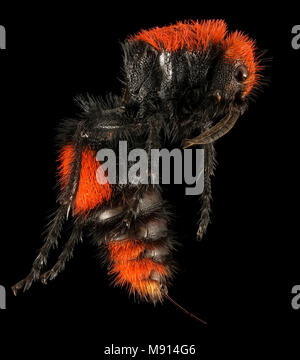 Velvet Ant, F, Seite, Hot Springs, AR Stockfoto