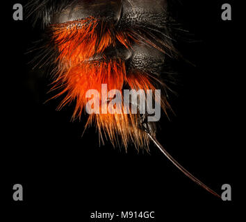 Velvet Ant, F, Stinger, Hot Springs, AR Stockfoto