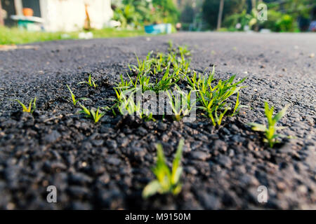 Gräser einfügen aus Asphalt. Stockfoto