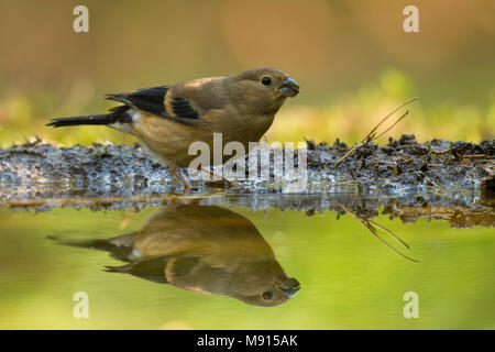 Goudvink jong reflectie op Wasser; Dompfaff juvenile Reflexion über Wasser; Stockfoto