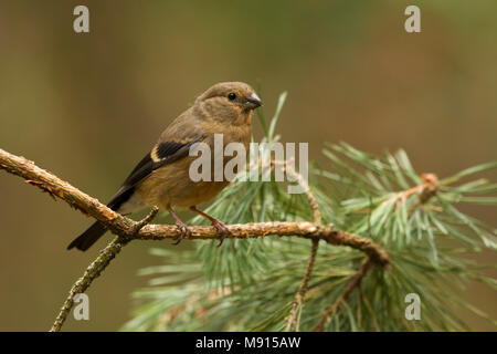 Goudvink jong zittend op Tak; Dompfaff Kinder sitzen auf pearch; Stockfoto