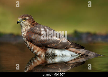 Sperwer Mann in het water; Eurasischen sparrowhawkin das Wasser Stockfoto