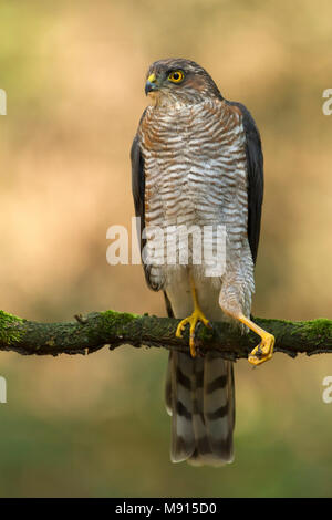 Sperwer Mann verrostete op Tak en zijn Poot strekkens; Eurasian sparrowhawk ruht auf seinem Bein pearch Streching; Stockfoto