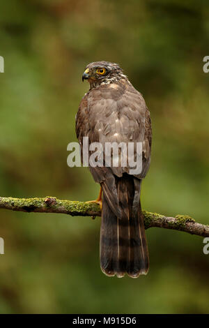 Sperwer Mann verrostete op Tak; Eurasian sparrowhawk ruht auf pearch; Stockfoto