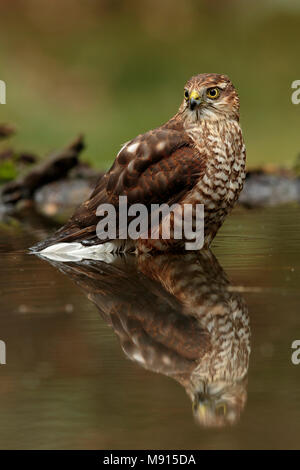 Sperwer Mann in het water verrostet, Eurasian sparrowhawk in Wasser; Stockfoto