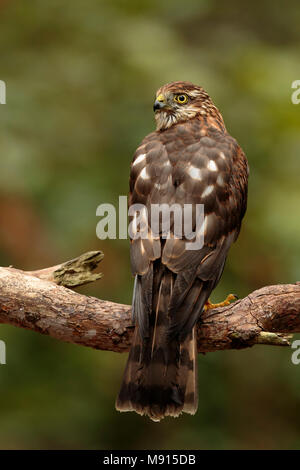 Sperwer Mann verrostete op Tak; Eurasian sparrowhawk ruht auf pearch; Stockfoto