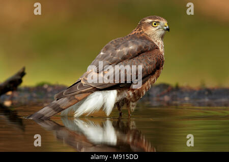 Sperwer Mann in het water; Eurasian sparrowhawk im Wasser; Stockfoto