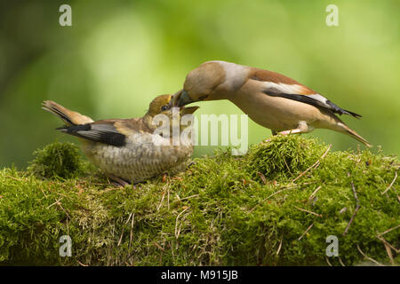 Appelvink vrouw geben Jong, Hawfinch weiblichen Fütterung Jugendlicher Stockfoto