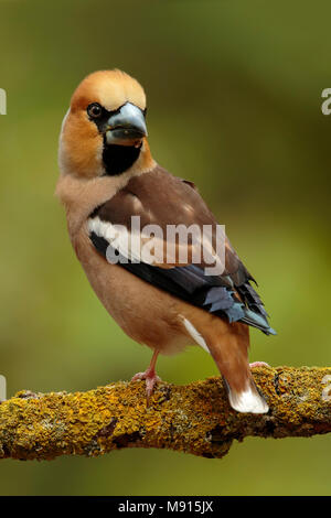 Appelvinkzittend op Tak, Hawfinch auf schöne pearch, Stockfoto