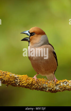 Appelvink zittend op Tak met Öffnen bek, Hawfinch sitzen auf pearch mit offenem Schnabel Stockfoto