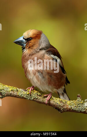 Appelvink zittend op bemoste Tak, Hawfinch auf bemoosten Ast sitzen, Stockfoto