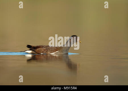 Zwemmende jonge waterhoen; Schwimmen gemeinsame Sumpfhuhn Jugendlicher; Stockfoto