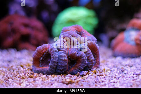 Öffnen Gehirn LPS Korallen in Reef Aquarium Tank Stockfoto